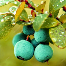 Load image into Gallery viewer, New! 100 pcs Perennial Blueberry Bonsai Edible Fruit Bonsai Indoor Outdoor Available Ornamental Bonsai Plants for Home Garden