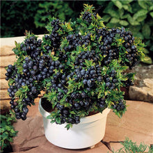 Load image into Gallery viewer, New! 100 pcs Perennial Blueberry Bonsai Edible Fruit Bonsai Indoor Outdoor Available Ornamental Bonsai Plants for Home Garden