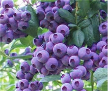 Load image into Gallery viewer, New! 100 pcs Perennial Blueberry Bonsai Edible Fruit Bonsai Indoor Outdoor Available Ornamental Bonsai Plants for Home Garden