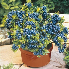 Load image into Gallery viewer, New! 100 pcs Perennial Blueberry Bonsai Edible Fruit Bonsai Indoor Outdoor Available Ornamental Bonsai Plants for Home Garden