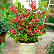 Load image into Gallery viewer, New! 100 pcs Perennial Blueberry Bonsai Edible Fruit Bonsai Indoor Outdoor Available Ornamental Bonsai Plants for Home Garden