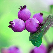Load image into Gallery viewer, New! 100 pcs Perennial Blueberry Bonsai Edible Fruit Bonsai Indoor Outdoor Available Ornamental Bonsai Plants for Home Garden