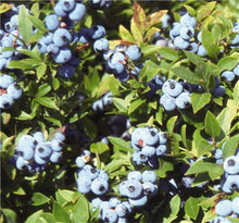 Load image into Gallery viewer, New! 100 pcs Perennial Blueberry Bonsai Edible Fruit Bonsai Indoor Outdoor Available Ornamental Bonsai Plants for Home Garden