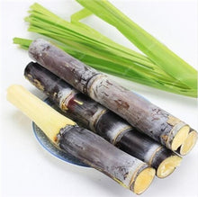 Load image into Gallery viewer, 100 Pcs Colorful Sugar Cane Bonsai Plants Natural Rainbow Vegatable Po For Home Garden Medicinal Vitamin Huge Sweet Chew