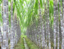 Load image into Gallery viewer, 100 Pcs Colorful Sugar Cane Bonsai Plants Natural Rainbow Vegatable Po For Home Garden Medicinal Vitamin Huge Sweet Chew