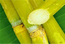 Load image into Gallery viewer, 100 Pcs Colorful Sugar Cane Bonsai Plants Natural Rainbow Vegatable Po For Home Garden Medicinal Vitamin Huge Sweet Chew