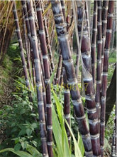Load image into Gallery viewer, 100 Pcs Colorful Sugar Cane Bonsai Plants Natural Rainbow Vegatable Po For Home Garden Medicinal Vitamin Huge Sweet Chew