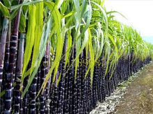 Load image into Gallery viewer, 100 Pcs Colorful Sugar Cane Bonsai Plants Natural Rainbow Vegatable Po For Home Garden Medicinal Vitamin Huge Sweet Chew