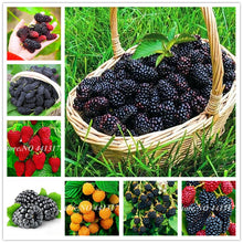 Load image into Gallery viewer, 200 pcs Mulberry Bonsai Sweet Black Berry Giant Plants Miracle Fruit plant Tohum Rare Tree Bonsai Garden Bush DIY Home Garden