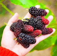 Load image into Gallery viewer, 200 pcs Mulberry Bonsai Sweet Black Berry Giant Plants Miracle Fruit plant Tohum Rare Tree Bonsai Garden Bush DIY Home Garden