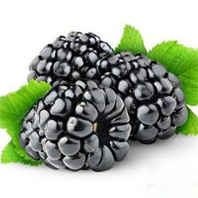 Load image into Gallery viewer, 200 pcs Mulberry Bonsai Sweet Black Berry Giant Plants Miracle Fruit plant Tohum Rare Tree Bonsai Garden Bush DIY Home Garden