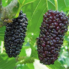 Load image into Gallery viewer, 200 pcs Mulberry Bonsai Sweet Black Berry Giant Plants Miracle Fruit plant Tohum Rare Tree Bonsai Garden Bush DIY Home Garden