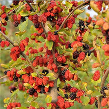 Load image into Gallery viewer, 200 pcs Mulberry Bonsai Sweet Black Berry Giant Plants Miracle Fruit plant Tohum Rare Tree Bonsai Garden Bush DIY Home Garden