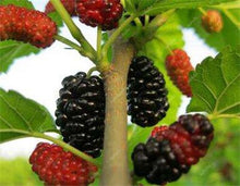 Load image into Gallery viewer, 200 pcs Mulberry Bonsai Sweet Black Berry Giant Plants Miracle Fruit plant Tohum Rare Tree Bonsai Garden Bush DIY Home Garden