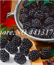 Load image into Gallery viewer, 200 pcs Mulberry Bonsai Sweet Black Berry Giant Plants Miracle Fruit plant Tohum Rare Tree Bonsai Garden Bush DIY Home Garden