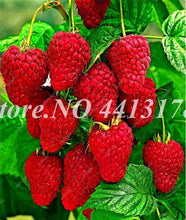 Load image into Gallery viewer, 200 pcs Mulberry Bonsai Sweet Black Berry Giant Plants Miracle Fruit plant Tohum Rare Tree Bonsai Garden Bush DIY Home Garden