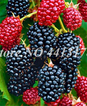 Load image into Gallery viewer, 200 pcs Mulberry Bonsai Sweet Black Berry Giant Plants Miracle Fruit plant Tohum Rare Tree Bonsai Garden Bush DIY Home Garden
