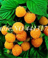 Load image into Gallery viewer, 200 pcs Mulberry Bonsai Sweet Black Berry Giant Plants Miracle Fruit plant Tohum Rare Tree Bonsai Garden Bush DIY Home Garden