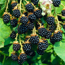 Load image into Gallery viewer, 200 pcs Mulberry Bonsai Sweet Black Berry Giant Plants Miracle Fruit plant Tohum Rare Tree Bonsai Garden Bush DIY Home Garden
