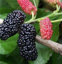 Load image into Gallery viewer, 200 pcs Mulberry Bonsai Sweet Black Berry Giant Plants Miracle Fruit plant Tohum Rare Tree Bonsai Garden Bush DIY Home Garden