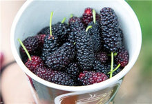 Load image into Gallery viewer, 200 pcs Mulberry Bonsai Sweet Black Berry Giant Plants Miracle Fruit plant Tohum Rare Tree Bonsai Garden Bush DIY Home Garden