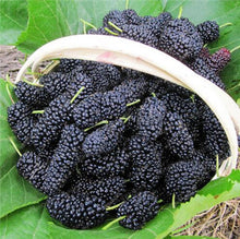Load image into Gallery viewer, 200 pcs Mulberry Bonsai Sweet Black Berry Giant Plants Miracle Fruit plant Tohum Rare Tree Bonsai Garden Bush DIY Home Garden