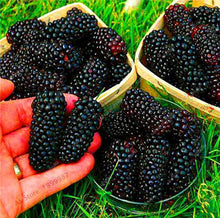 Load image into Gallery viewer, 200 pcs Mulberry Bonsai Sweet Black Berry Giant Plants Miracle Fruit plant Tohum Rare Tree Bonsai Garden Bush DIY Home Garden