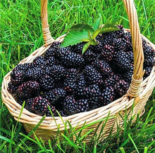 Load image into Gallery viewer, 200 pcs Mulberry Bonsai Sweet Black Berry Giant Plants Miracle Fruit plant Tohum Rare Tree Bonsai Garden Bush DIY Home Garden
