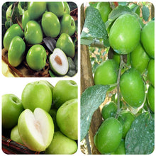 Load image into Gallery viewer, Sale! 10 Pcs Jujube Bonsai Chinese Taiwan Big Jujube Fruit Tree Bonsai Rare Tropical Fruit Bonsai DIY Home Garden Potted plant