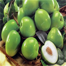 Load image into Gallery viewer, Sale! 10 Pcs Jujube Bonsai Chinese Taiwan Big Jujube Fruit Tree Bonsai Rare Tropical Fruit Bonsai DIY Home Garden Potted plant