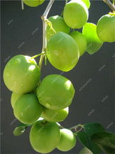Load image into Gallery viewer, Sale! 10 Pcs Jujube Bonsai Chinese Taiwan Big Jujube Fruit Tree Bonsai Rare Tropical Fruit Bonsai DIY Home Garden Potted plant