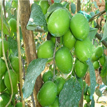 Load image into Gallery viewer, Sale! 10 Pcs Jujube Bonsai Chinese Taiwan Big Jujube Fruit Tree Bonsai Rare Tropical Fruit Bonsai DIY Home Garden Potted plant