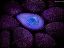 Load image into Gallery viewer, 5 pcs Avocado Bonsai Green Fruit Delicious Persea Americana Mill Pear Bonsai Easy To Grow Fruit Bonsai For Home Garden Plant