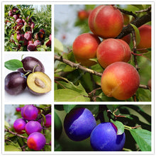 Load image into Gallery viewer, 3 pcs Plum Bonsai Very Tasty Prune Fruit Bonsai Tree Jardin Bonsai Vegetables And Fruits Pot Plant Easy Grow Free Shipping