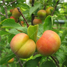 Load image into Gallery viewer, 3 pcs Plum Bonsai Very Tasty Prune Fruit Bonsai Tree Jardin Bonsai Vegetables And Fruits Pot Plant Easy Grow Free Shipping