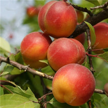 Load image into Gallery viewer, 3 pcs Plum Bonsai Very Tasty Prune Fruit Bonsai Tree Jardin Bonsai Vegetables And Fruits Pot Plant Easy Grow Free Shipping