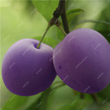 Load image into Gallery viewer, 3 pcs Plum Bonsai Very Tasty Prune Fruit Bonsai Tree Jardin Bonsai Vegetables And Fruits Pot Plant Easy Grow Free Shipping