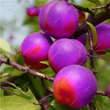Load image into Gallery viewer, 3 pcs Plum Bonsai Very Tasty Prune Fruit Bonsai Tree Jardin Bonsai Vegetables And Fruits Pot Plant Easy Grow Free Shipping
