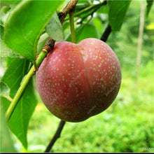 Load image into Gallery viewer, 3 pcs Plum Bonsai Very Tasty Prune Fruit Bonsai Tree Jardin Bonsai Vegetables And Fruits Pot Plant Easy Grow Free Shipping
