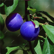 Load image into Gallery viewer, 3 pcs Plum Bonsai Very Tasty Prune Fruit Bonsai Tree Jardin Bonsai Vegetables And Fruits Pot Plant Easy Grow Free Shipping