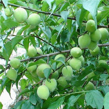 Load image into Gallery viewer, 3 pcs Plum Bonsai Very Tasty Prune Fruit Bonsai Tree Jardin Bonsai Vegetables And Fruits Pot Plant Easy Grow Free Shipping