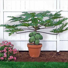 Load image into Gallery viewer, 20 Pcs Giant Fresh Papaya Bonsai Natural Organic Fruit Tree Bonsai Perennial Potted Plants for Home Garden Spring Farm Supplies