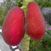 Load image into Gallery viewer, 20 Pcs Giant Fresh Papaya Bonsai Natural Organic Fruit Tree Bonsai Perennial Potted Plants for Home Garden Spring Farm Supplies