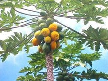 Load image into Gallery viewer, 20 Pcs Giant Fresh Papaya Bonsai Natural Organic Fruit Tree Bonsai Perennial Potted Plants for Home Garden Spring Farm Supplies