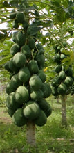 Load image into Gallery viewer, 20 Pcs Giant Fresh Papaya Bonsai Natural Organic Fruit Tree Bonsai Perennial Potted Plants for Home Garden Spring Farm Supplies