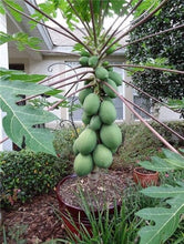 Load image into Gallery viewer, 20 Pcs Giant Fresh Papaya Bonsai Natural Organic Fruit Tree Bonsai Perennial Potted Plants for Home Garden Spring Farm Supplies
