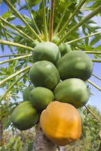 Load image into Gallery viewer, 20 Pcs Giant Fresh Papaya Bonsai Natural Organic Fruit Tree Bonsai Perennial Potted Plants for Home Garden Spring Farm Supplies