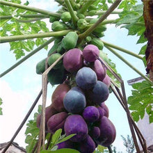 Load image into Gallery viewer, 20 Pcs Giant Fresh Papaya Bonsai Natural Organic Fruit Tree Bonsai Perennial Potted Plants for Home Garden Spring Farm Supplies