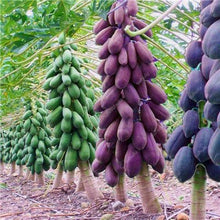 Load image into Gallery viewer, 20 Pcs Giant Fresh Papaya Bonsai Natural Organic Fruit Tree Bonsai Perennial Potted Plants for Home Garden Spring Farm Supplies
