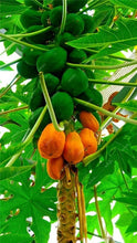 Load image into Gallery viewer, 20 Pcs Giant Fresh Papaya Bonsai Natural Organic Fruit Tree Bonsai Perennial Potted Plants for Home Garden Spring Farm Supplies